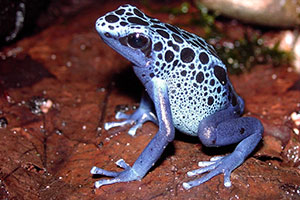 dendrobates azureus