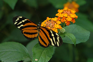Papillon1