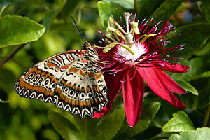 Papillon