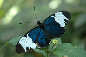 Papillon