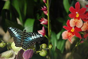 Papillon