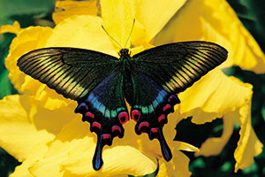 Papillon