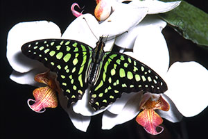 Papillon