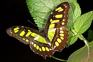 Papillon