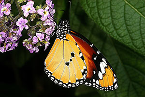 Papillon