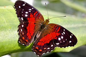Papillon