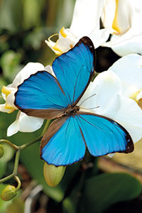 Papillon