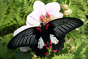 Papillon