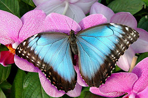 Papillon