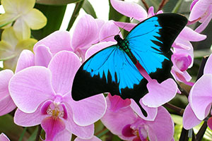 Papillon